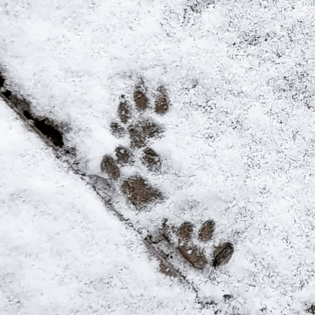 First #snow in