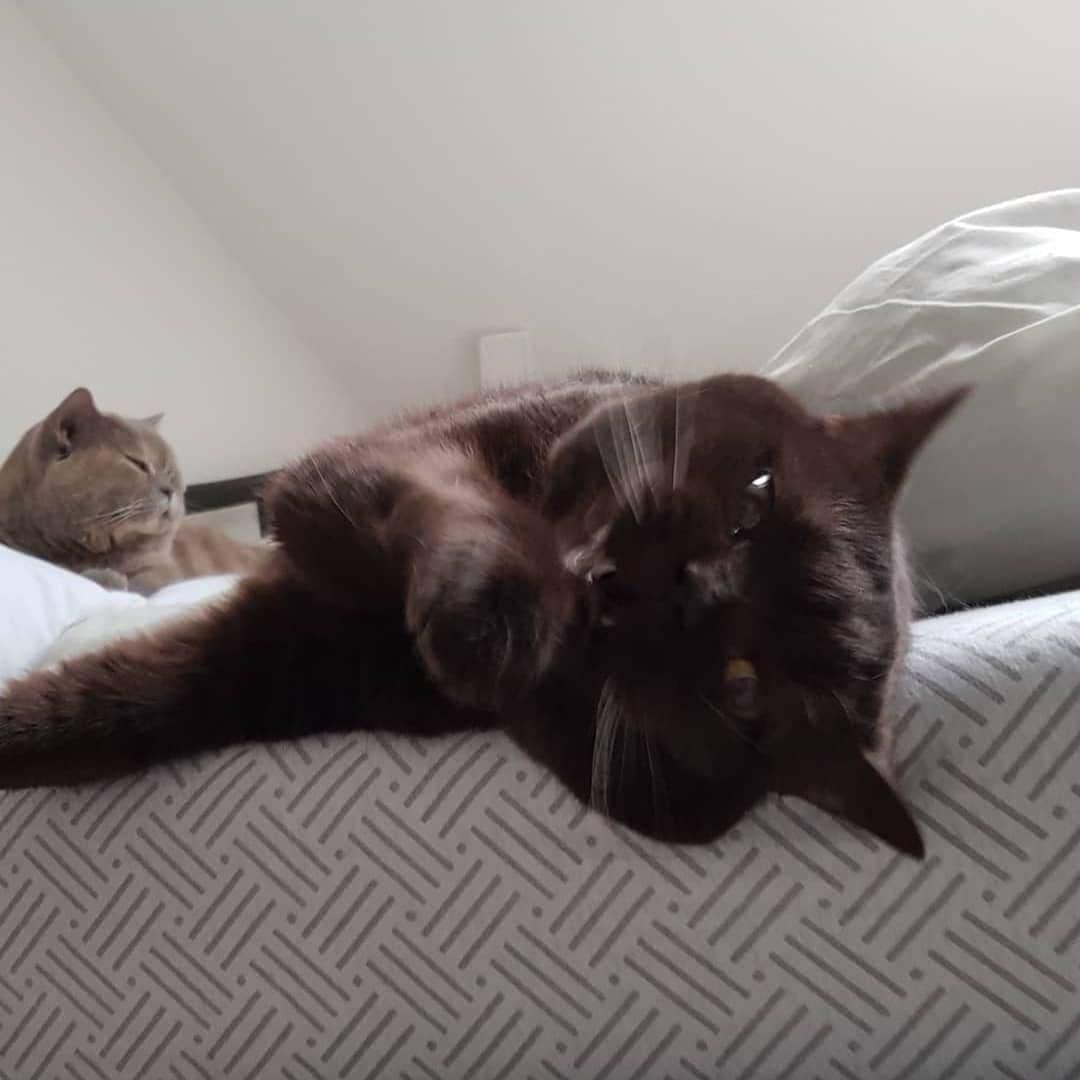 Lazy cats all over my bed. 🙀 – did you know that cats can snore really loudly?!? 😂