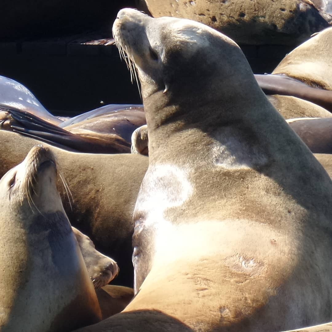 This is where the action is 😆 #sealions