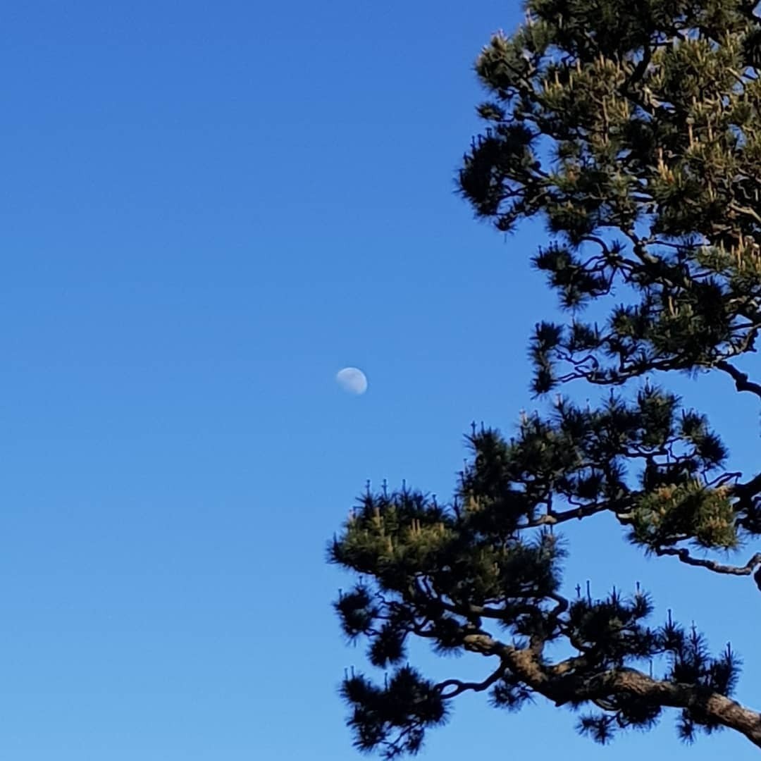 The Moon #JapaneseTeaGarden
