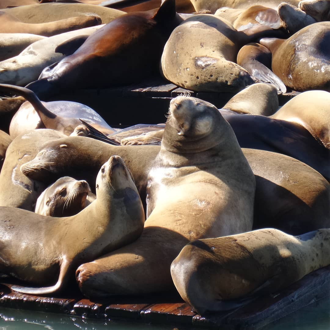 The Sea Lions are so much fun to watch 😀