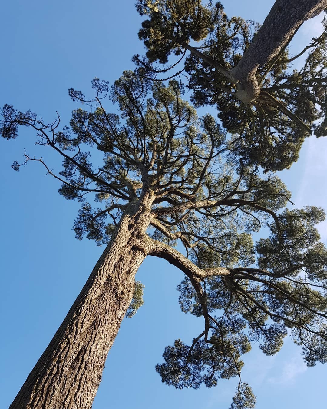 Really tall trees in San Francisco…