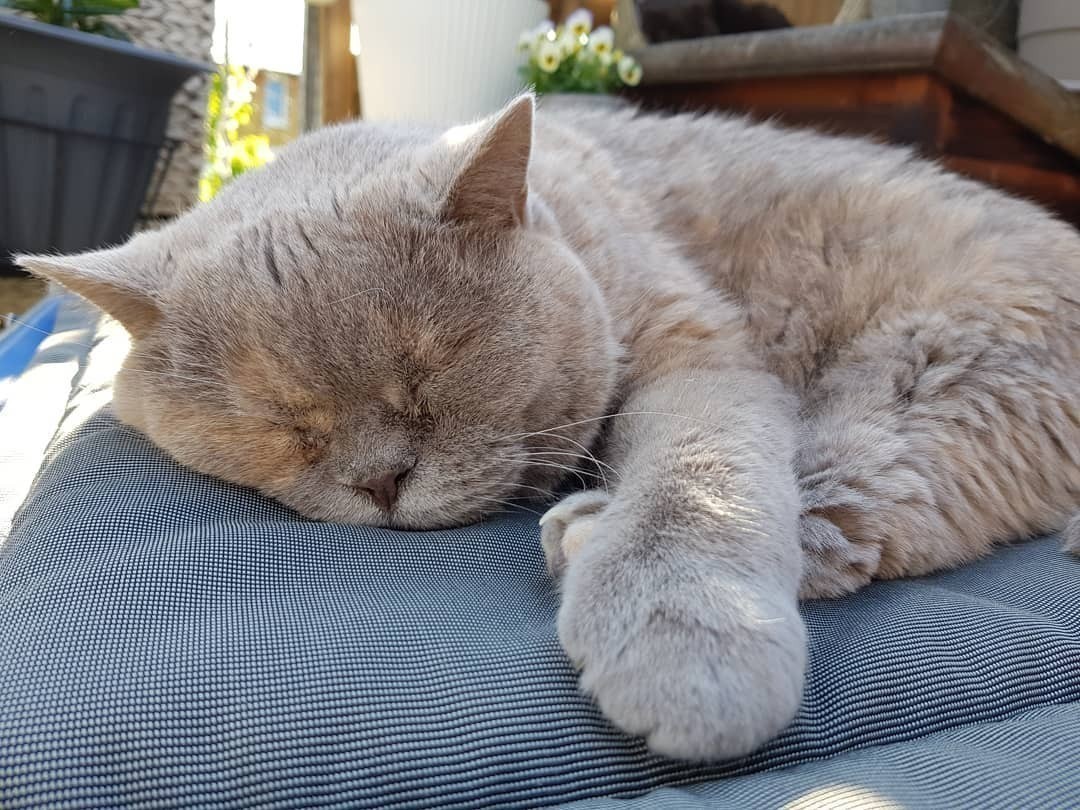 Sleeping 😴 #cat