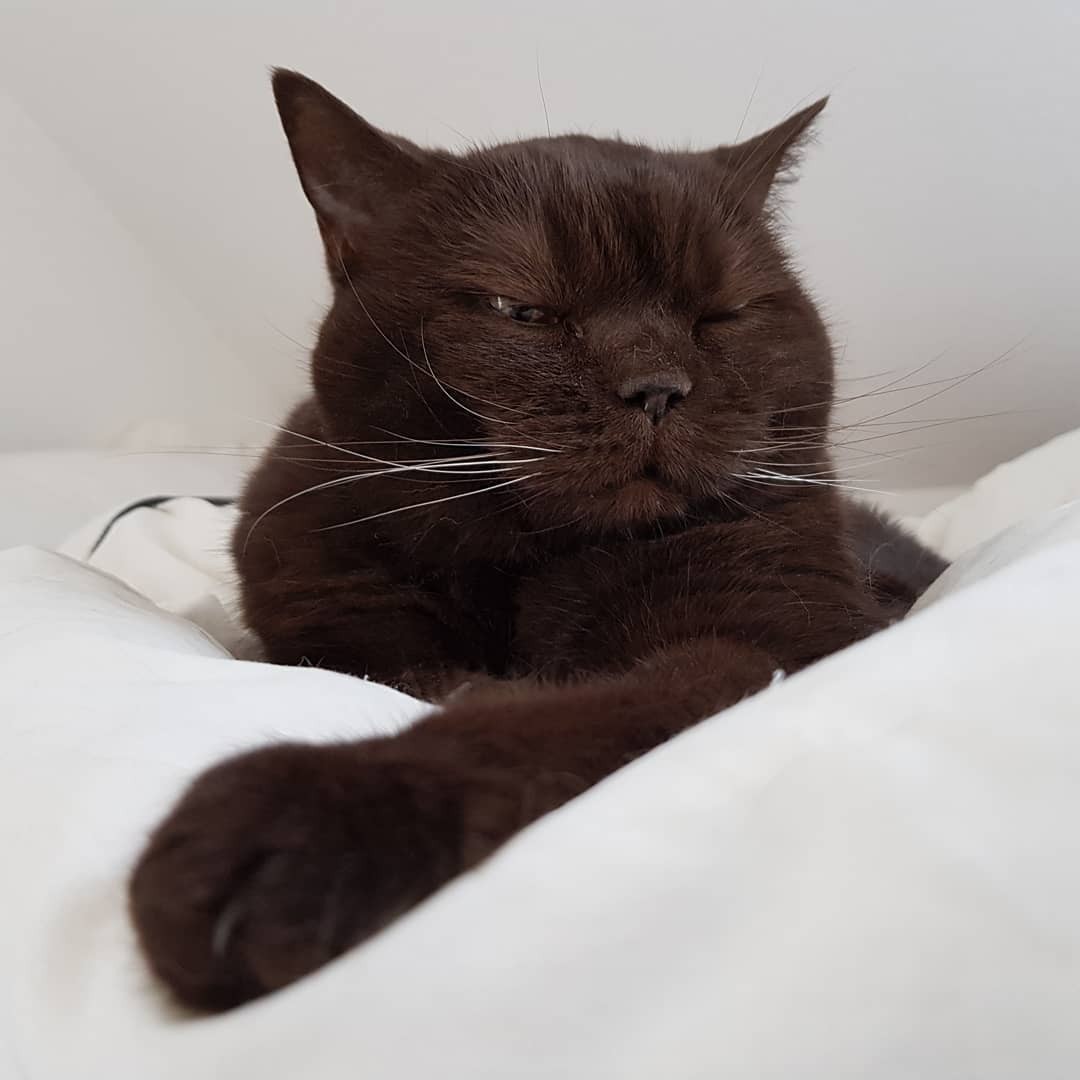 #Cat 🙀 model…