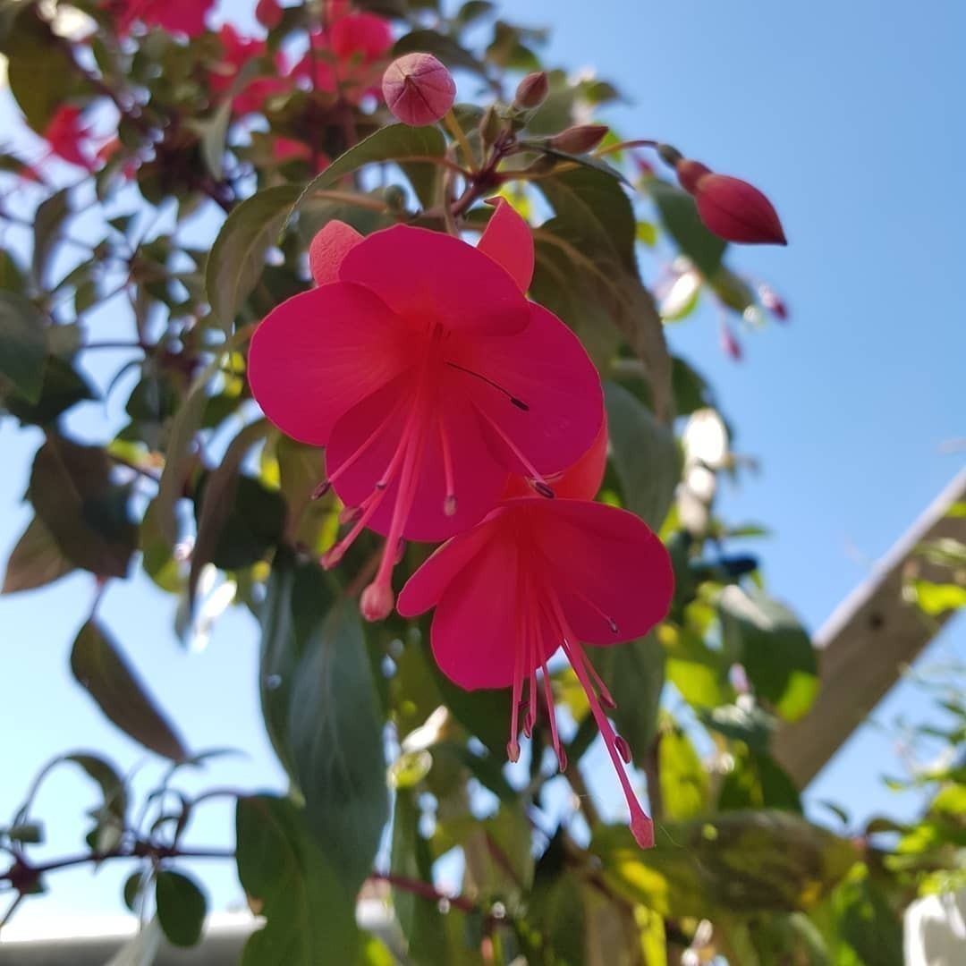The #fuchsia flowers on my balcony are huge this year… 😁