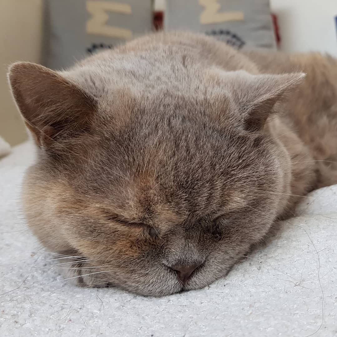 Rest in Peace my beloved teddy bear. Thank you for all those precious moments and beautiful memories. I will never forget you. I love you. Goodbye Nofretete. RIP. We both knew the time has come to let go. I miss you my teddy bear. We have been through so