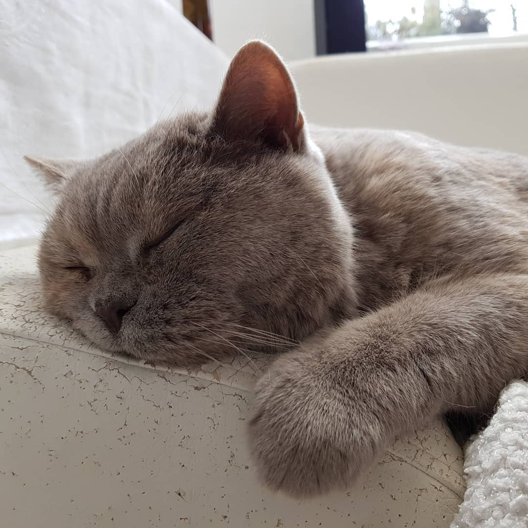 Rest in Peace my beloved teddy bear. Thank you for all those precious moments and beautiful memories. I will never forget you. I love you. Goodbye Nofretete. RIP. We both knew the time has come to let go. I miss you my teddy bear. We have been through so