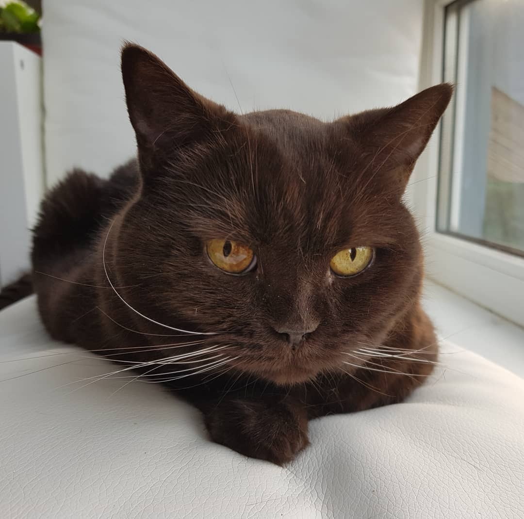 #Meow 🐈