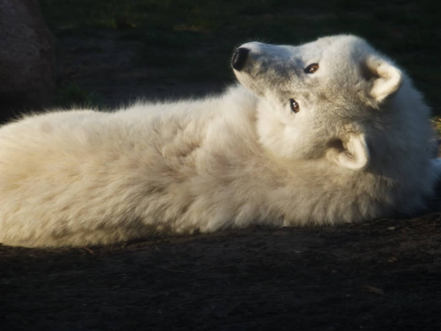 Of course loads more to see. I only took a few snapshots. Enjoy. #ZooBerlin