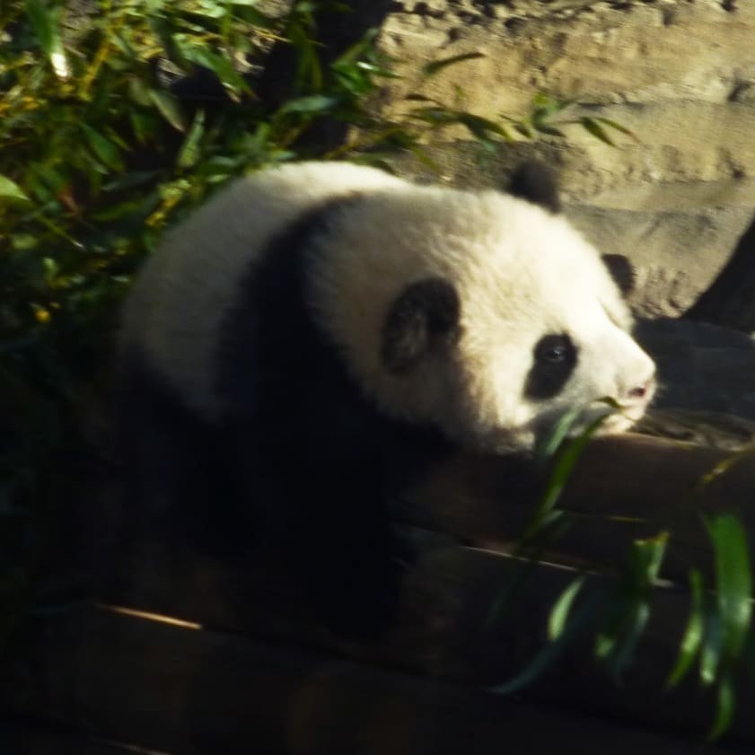 Cuteness overload 🐼😍🐼 #BabyPandasBerlin