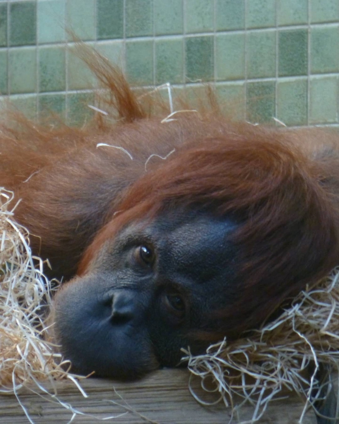 Of course loads more to see. I only took a few snapshots. Enjoy. #ZooBerlin