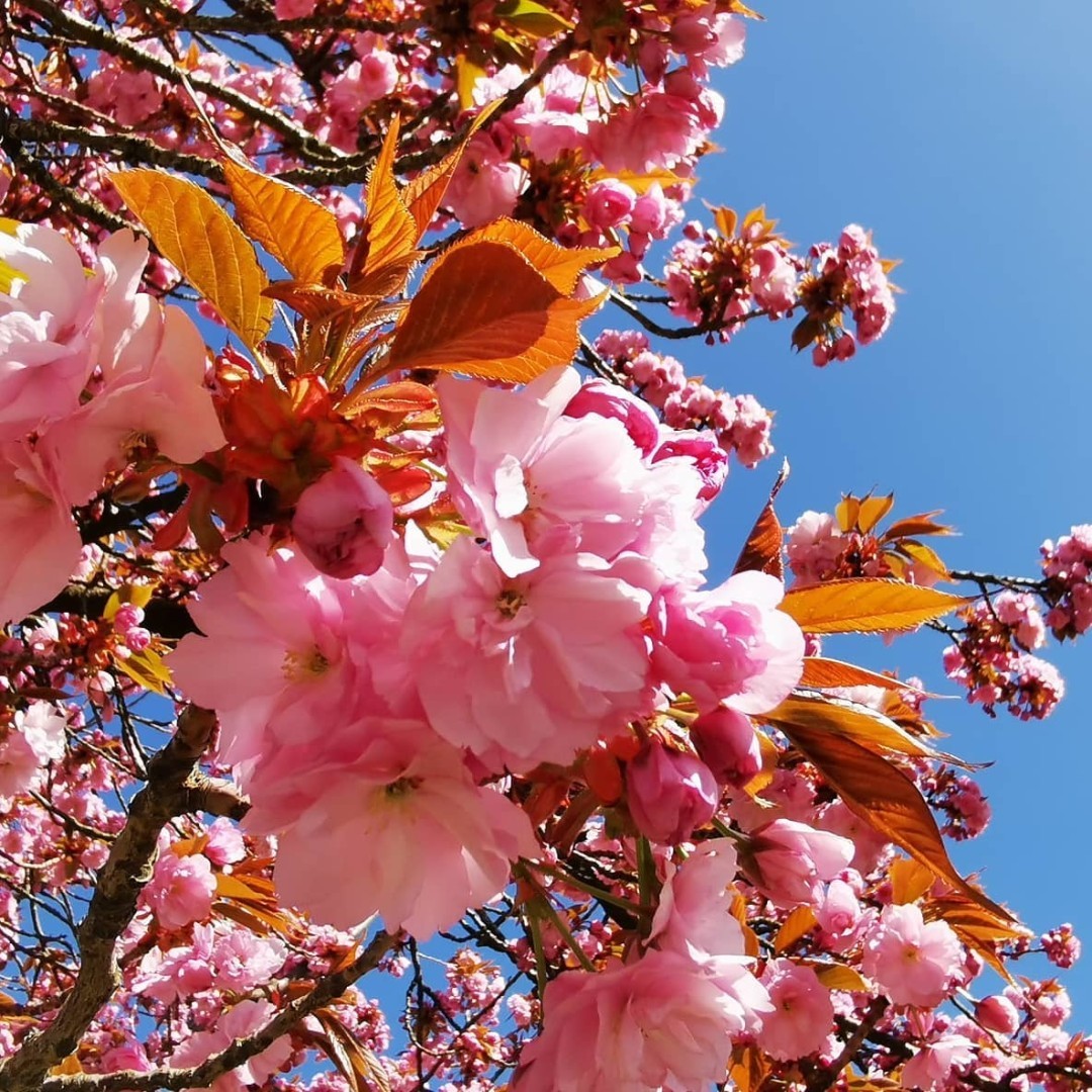 Flower season this year is very different to previous years: the Magnolia unfortunately turned all brown before blossoming due to the sudden minus degrees. Another early blossoming tree had only about 40% of its usual flowers and our dual flower trees with