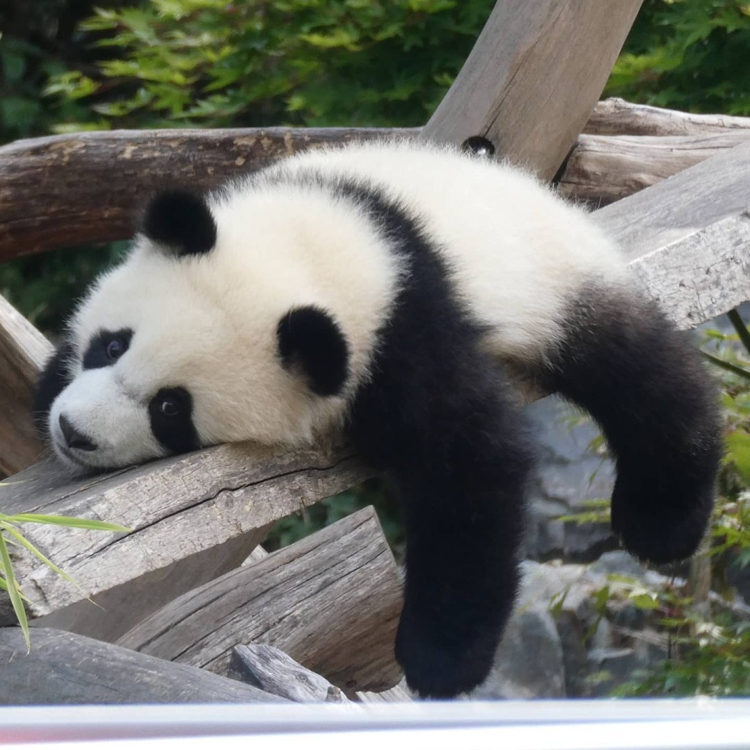 I just can’t. Way too cute these fluffy balls 🐼 😍 #pandababies