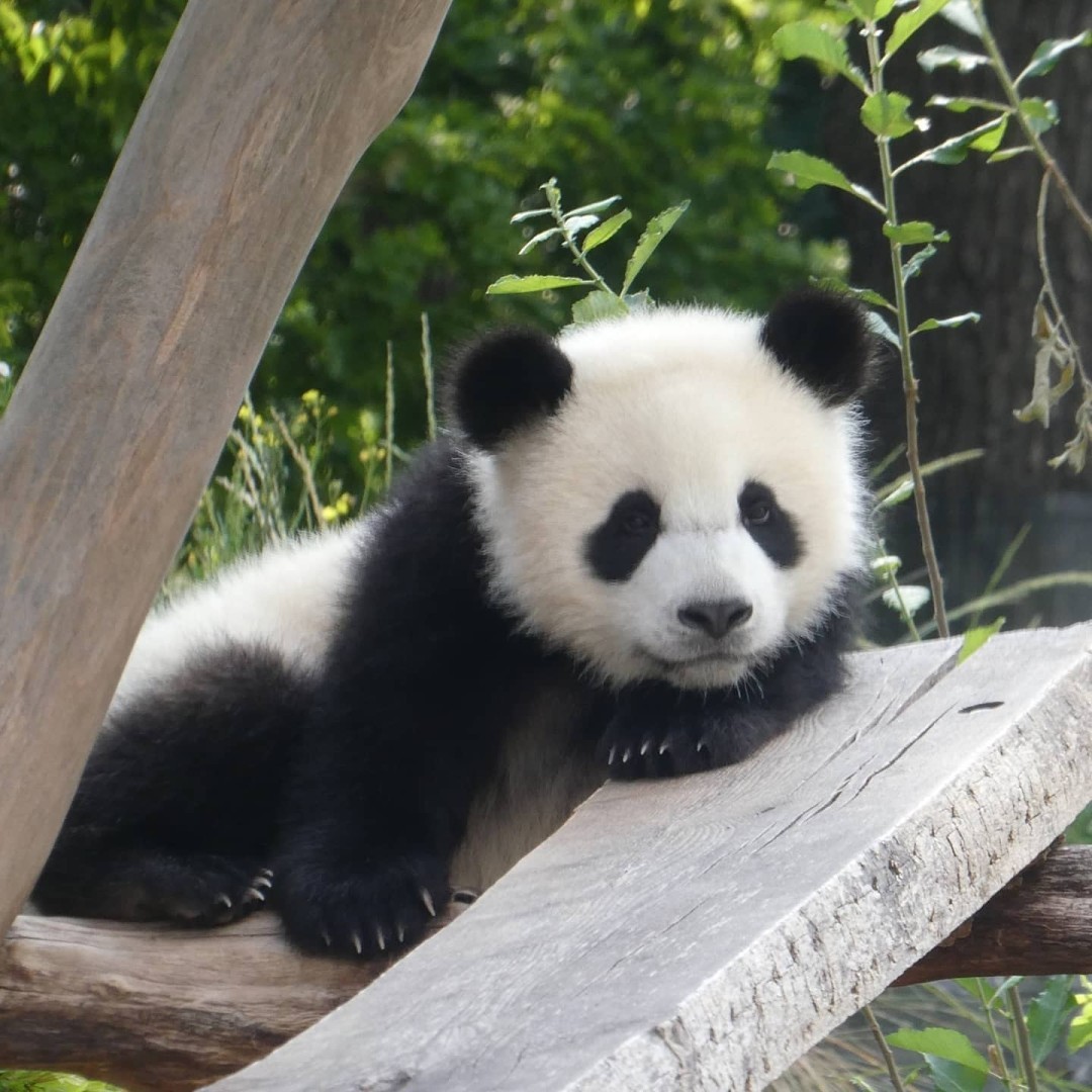 I just can’t. Way too cute these fluffy balls 🐼 😍 #pandababies