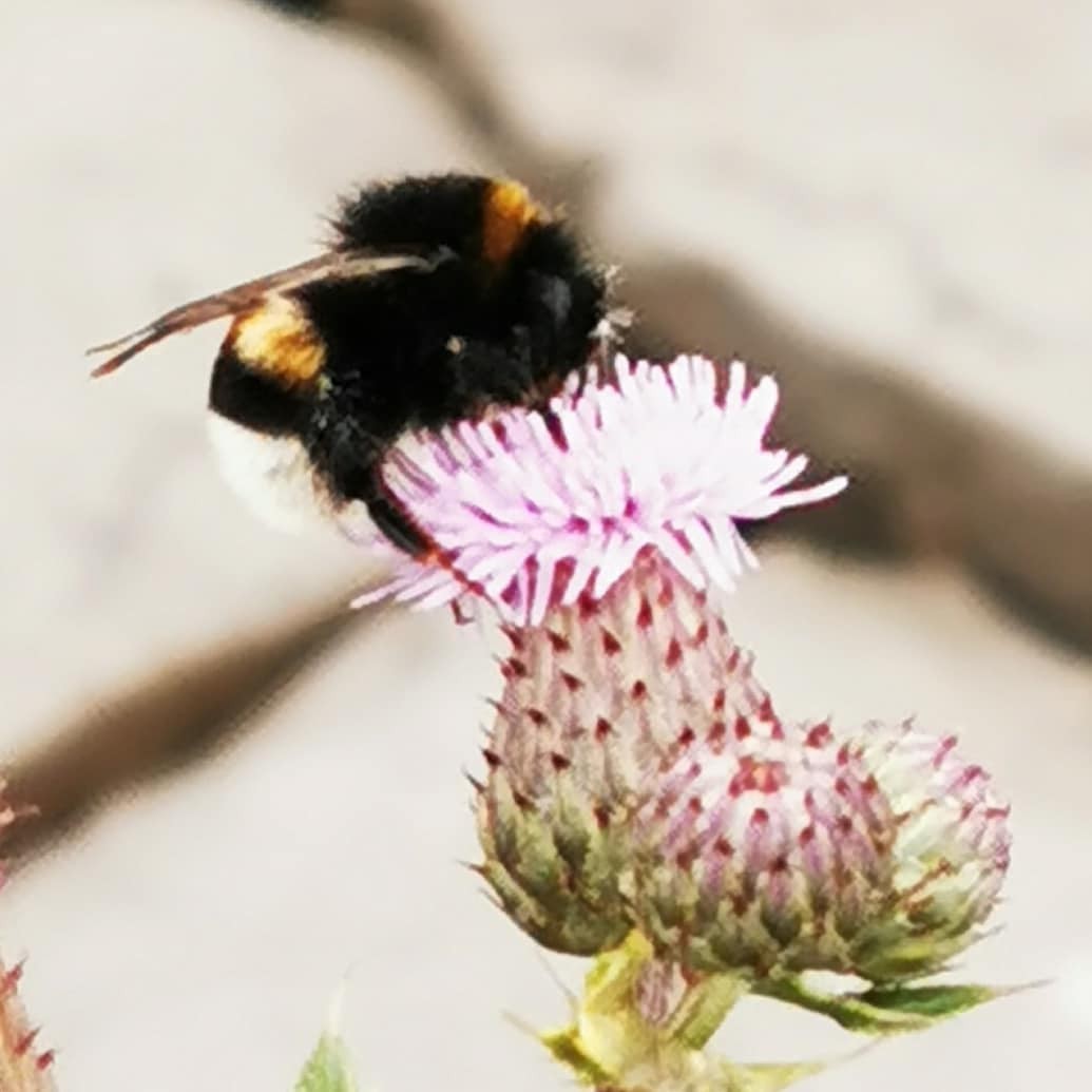 #BumbleBee