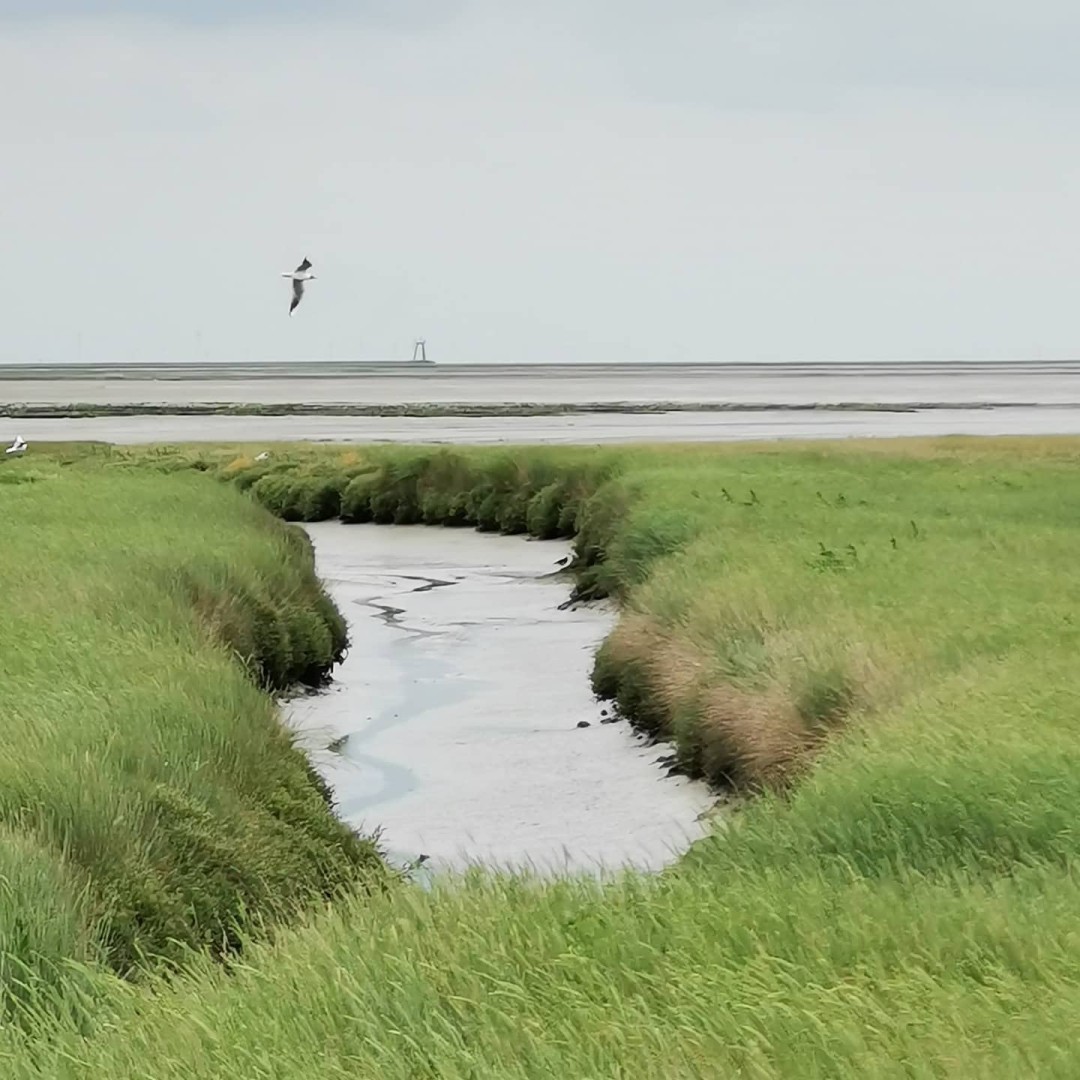 Reminiscing a bit. A week ago me and my friend visited the Wadden Sea / North Sea. It is a UNESCO Heritage Site with overall 500km of untouched nature and wilderness. The biggest still remaining in at least Middle Europe if not the whole of Europe – while