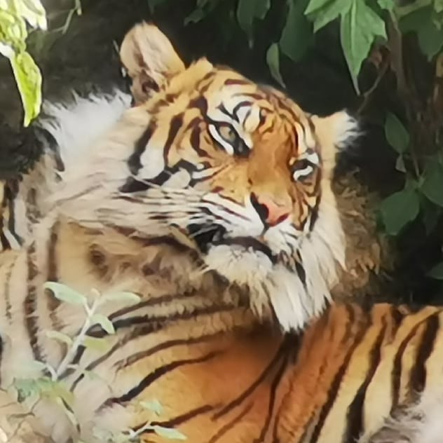 Did I mention that I love cats – no matter what size? The new Alfred Brehm Haus and particular these new spaces for the big cats are really well done. Tigers at