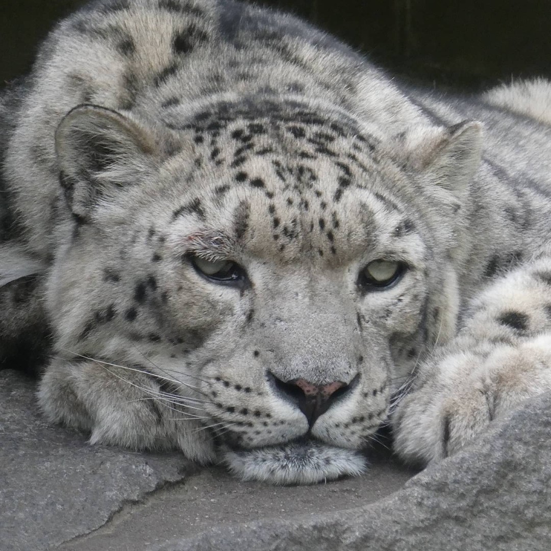 Did I mention that I love cats – no matter what size? I particularly love #SnowLeopards The new