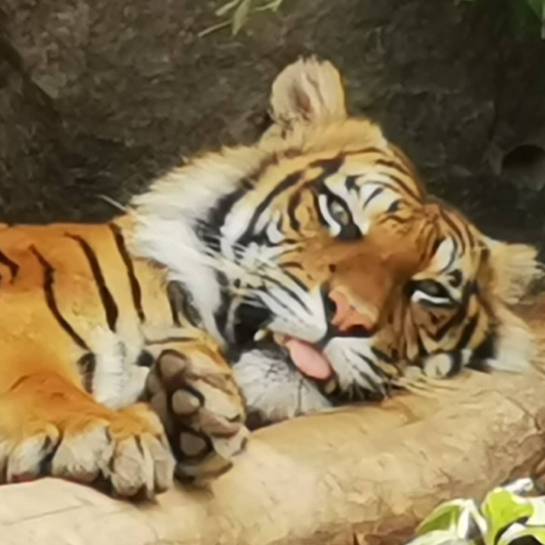 Did I mention that I love cats – no matter what size? The new Alfred Brehm Haus and particular these new spaces for the big cats are really well done. Tigers at