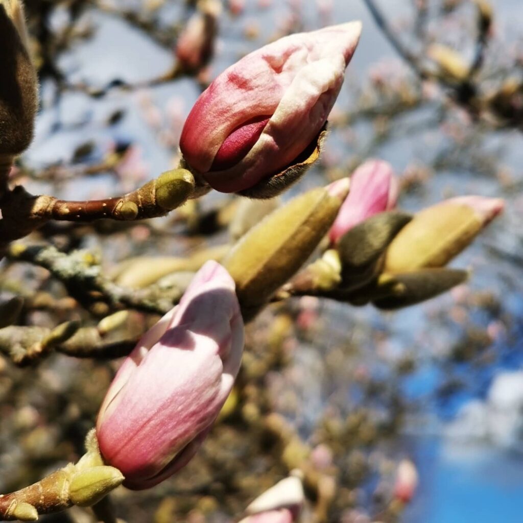 Not fully #Spring where I live yet but very soon 🙏