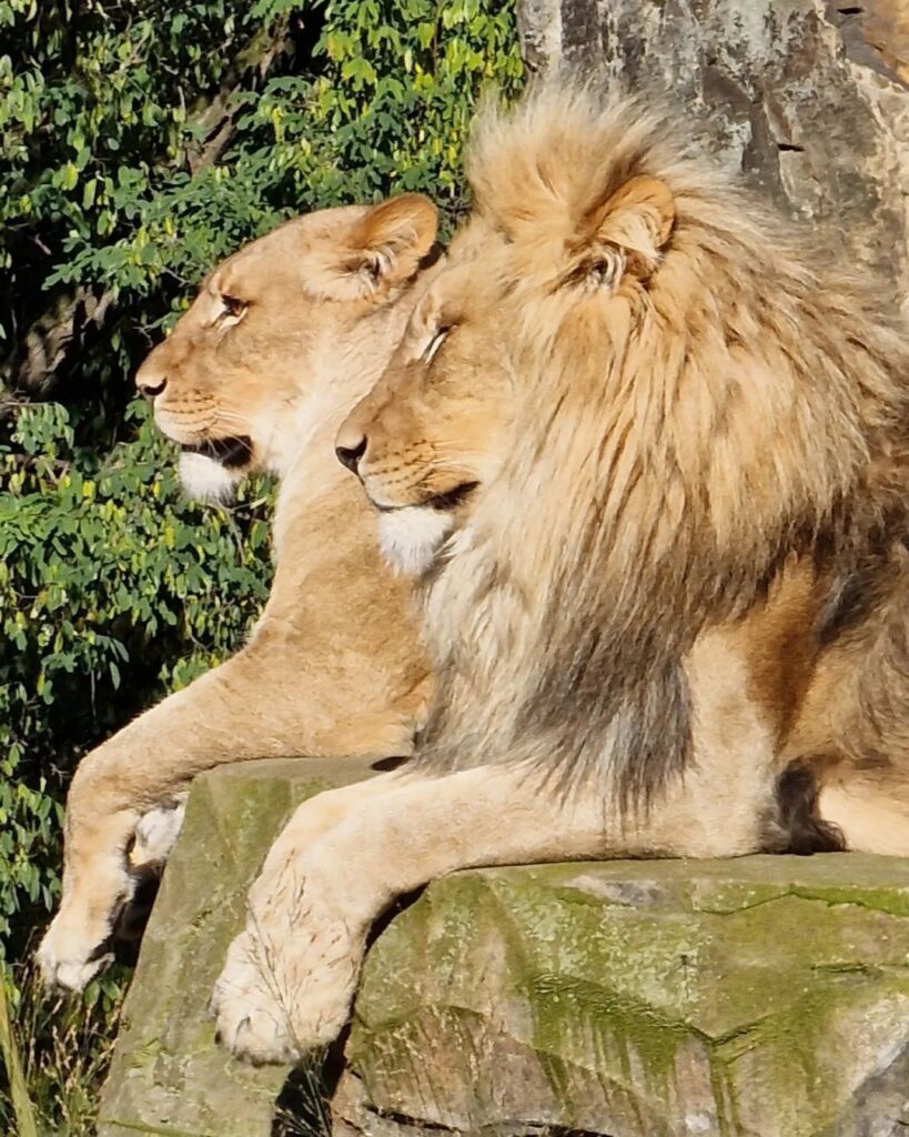 Lion King 🦁 #ZooBerlin