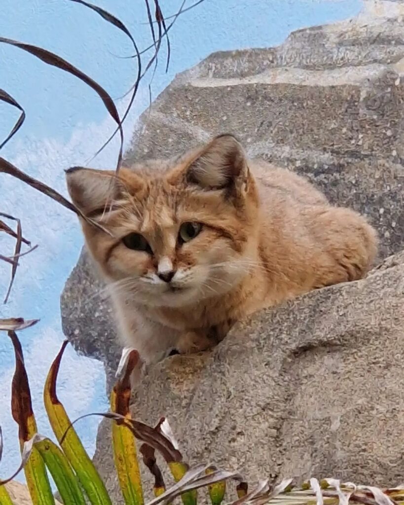 I just love cats and luckily our Zoo not only has many different ones but has after too many years finally created beautiful places for these beauties to roam in. From a Sand Cat to Tigers to Leopards to Jaguars to Lions to Magays and many more. Come and v
