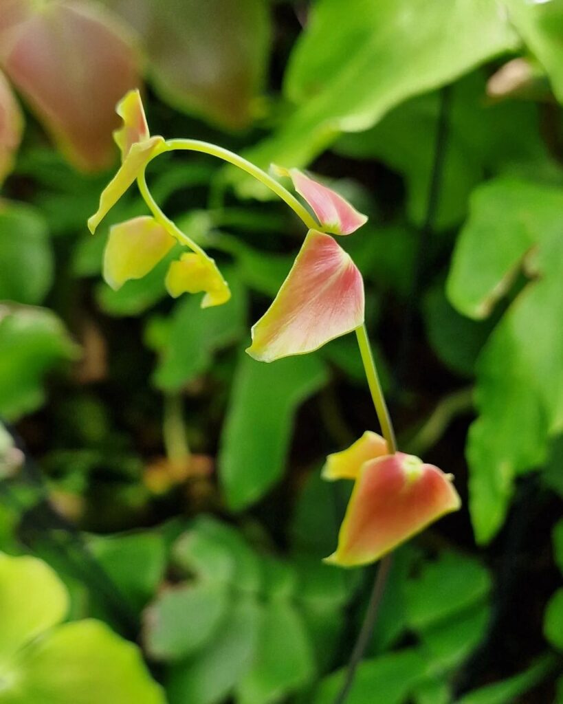 It always amazes me what kind of color, form and shape nature produces… 🌸 #BotanicalGarden