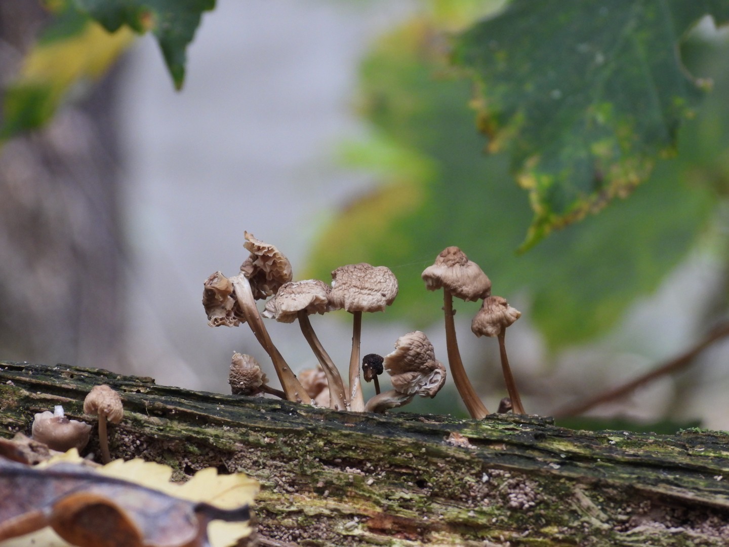 Today in the #forest.