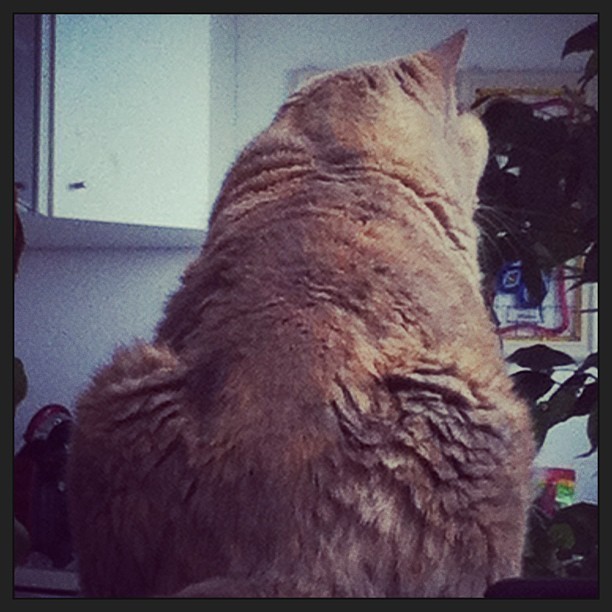 A different view. #cat