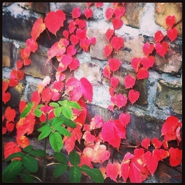 Autumn has arrived in Berlin. #berlin