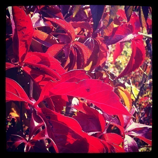 Autumn is coming.