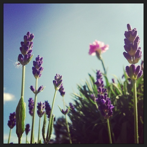 Beautiful smell on my balcony :-)