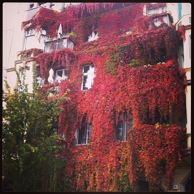 Beautifully overgrown house in #Berlin