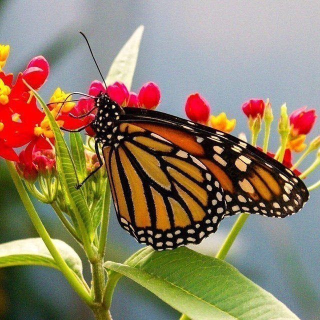 Butterfly. I love the contrast of colours, perfect for this snapshot… #butterfly
