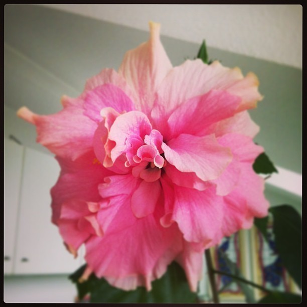 Did you know that the #hibiscus flower is the national flower of …