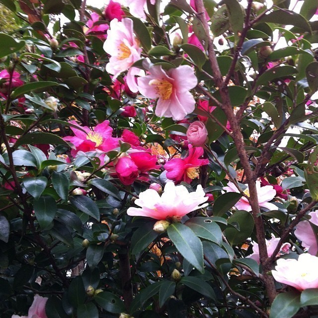 It’s winter but there are flowers. What a beauty… #tokyo