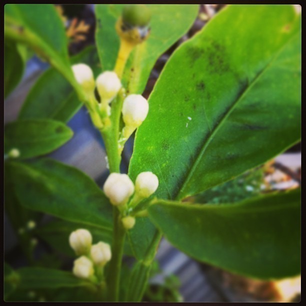 Just a question of time until my orange tree carries flowers and fruit again :-)