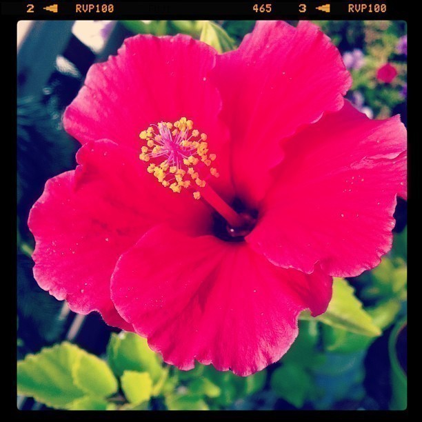 Late summer flower :-)