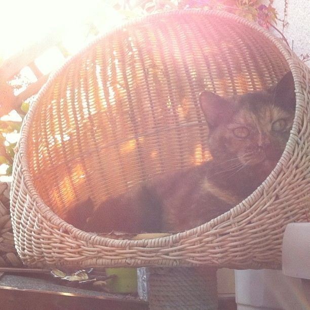 Missy.