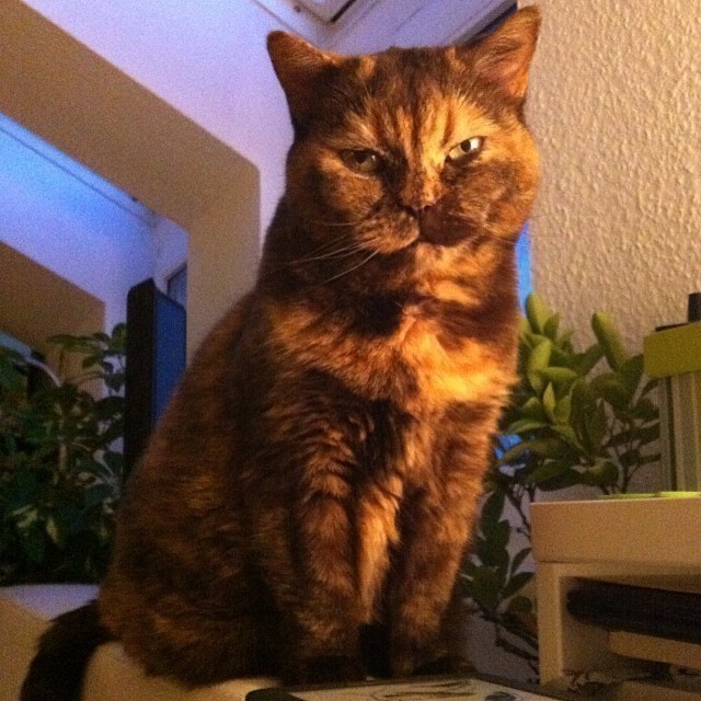 My lady #cat Maya.