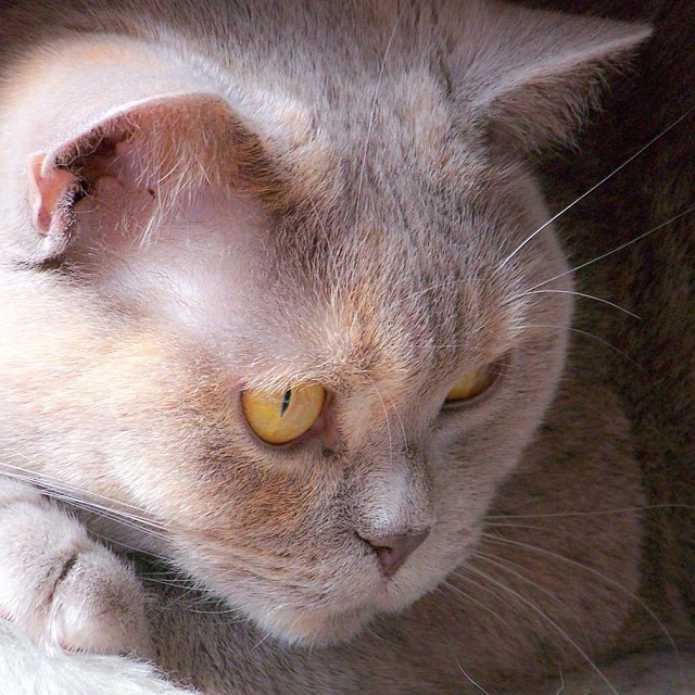 My teddy bear : Nofretete #cat