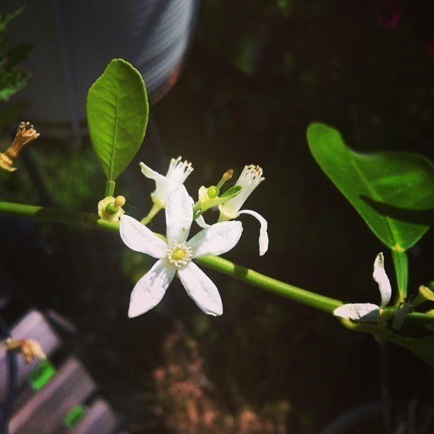 Now waiting for the oranges to grow.