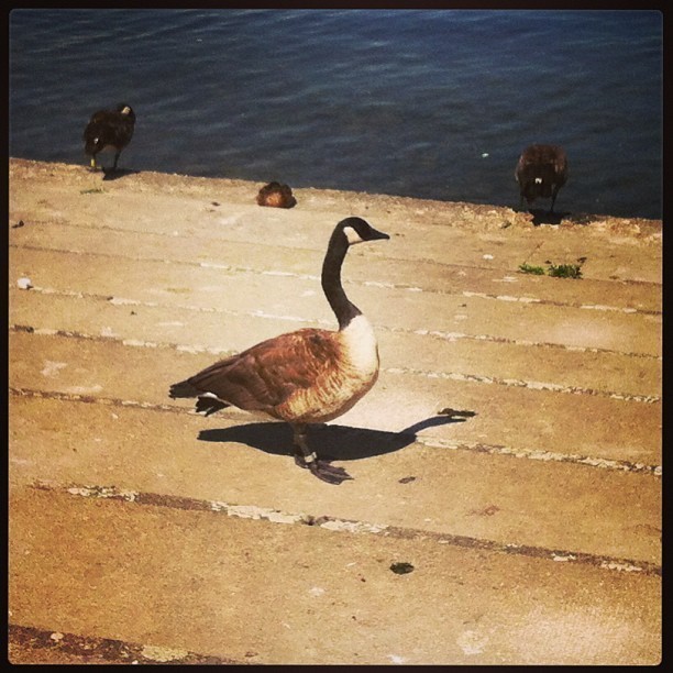 Proud bird, rightly so…