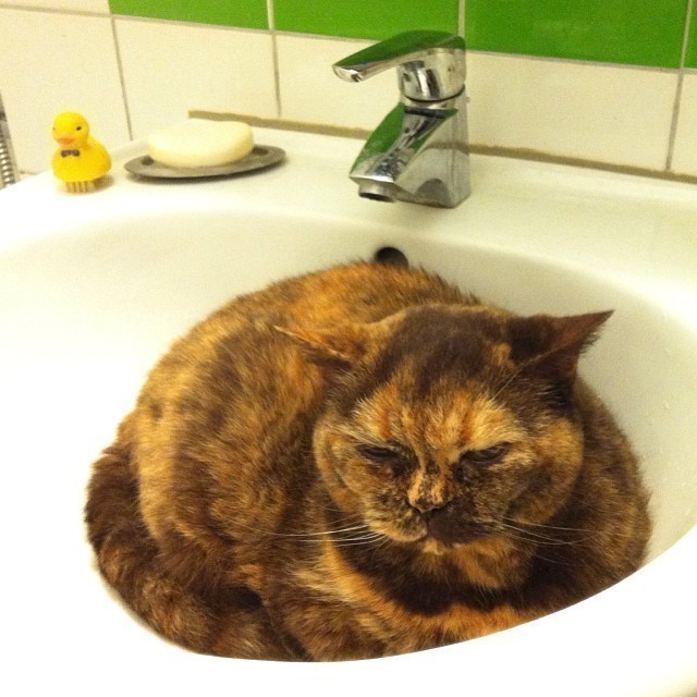 She’s back: the guardian of my washing basin… #cats