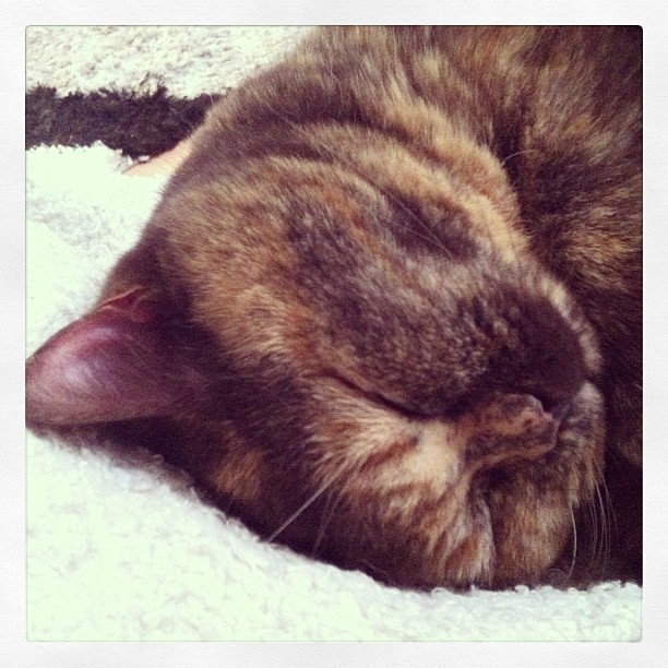 Sleeping Beauty :-) #cat