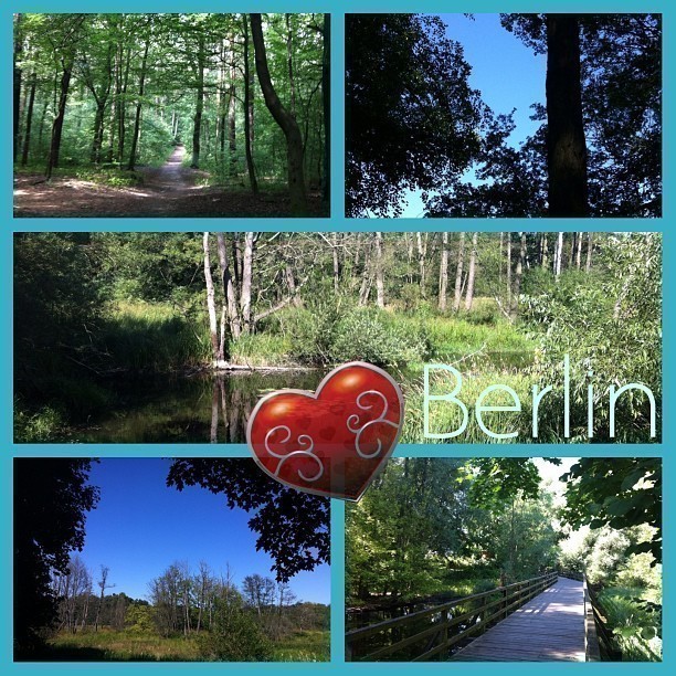 The area behind my apartment: loads of nature. Love it. #berlin