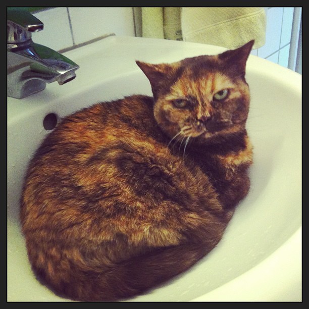 What do you mean I am not supposed to be here? #cat