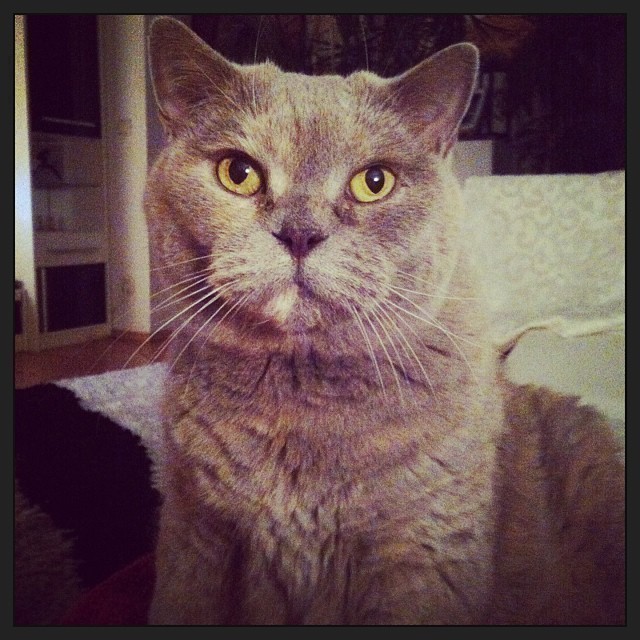 What’s this over there? #cat