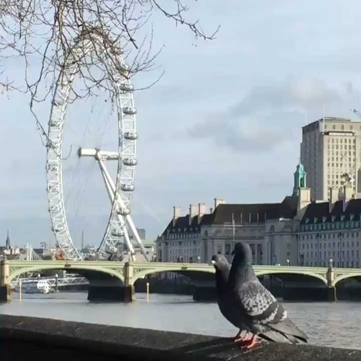 [Video] #London for the day – Pidgeon Dance 💃🏻 😂