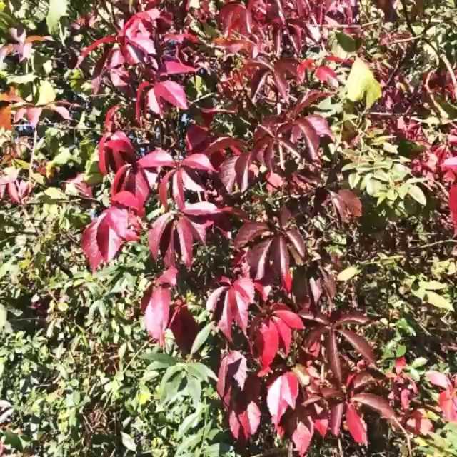 [Video] Beautiful sunny autumn day in Berlin with a nice but gentle breeze. by ricarda8888 on @phhhoto